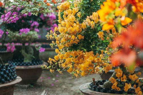 Free Colorful bougainvillea flowers blooming in pots in a garden setting. Stock Photo
