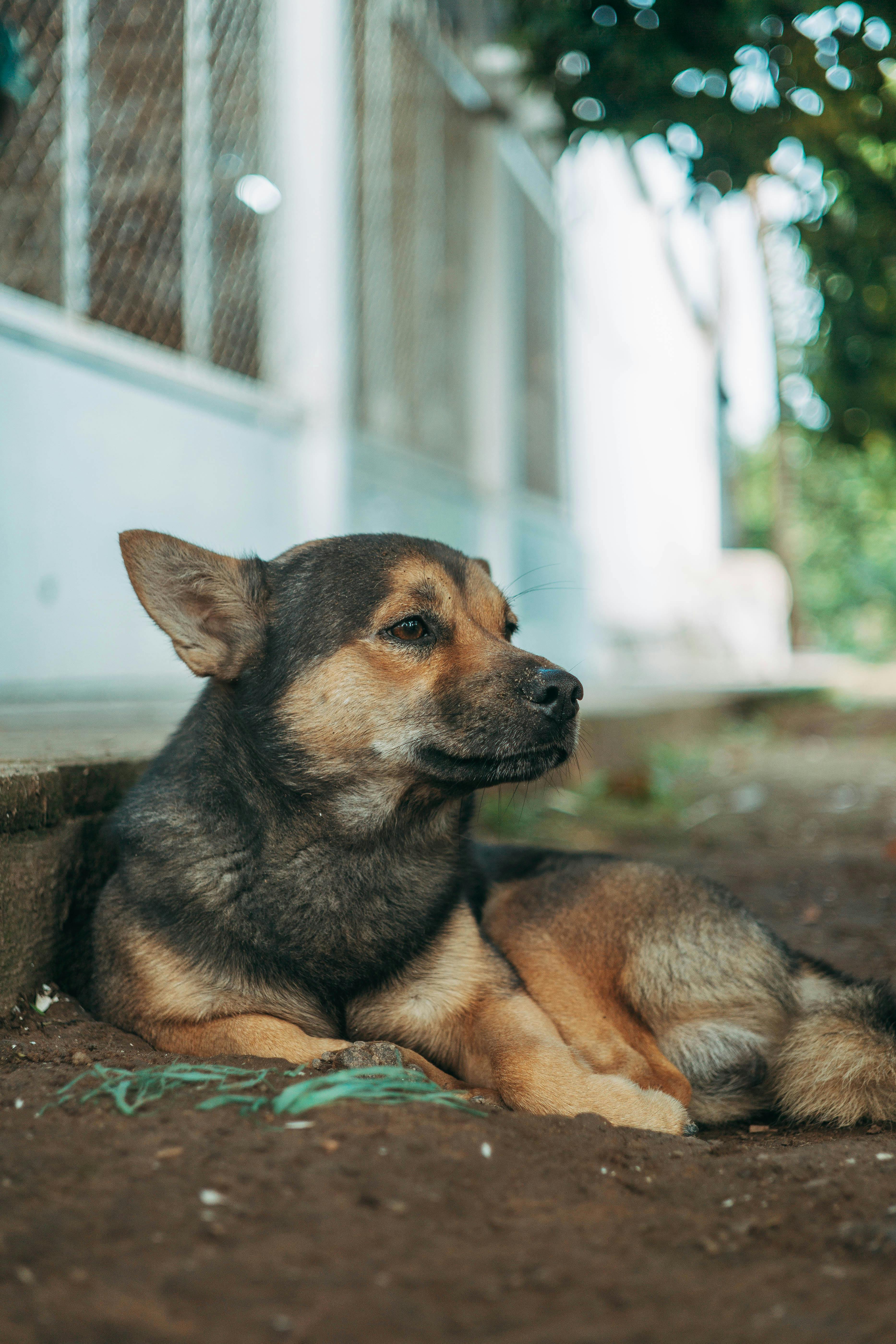 gratis Een rustige hond ligt languit op de grond in een stille buitenomgeving en geniet van de zomerse schaduw. Stockfoto