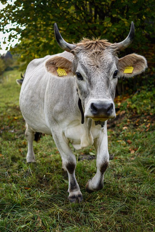 Free White Cow on Green Grass Field Stock Photo