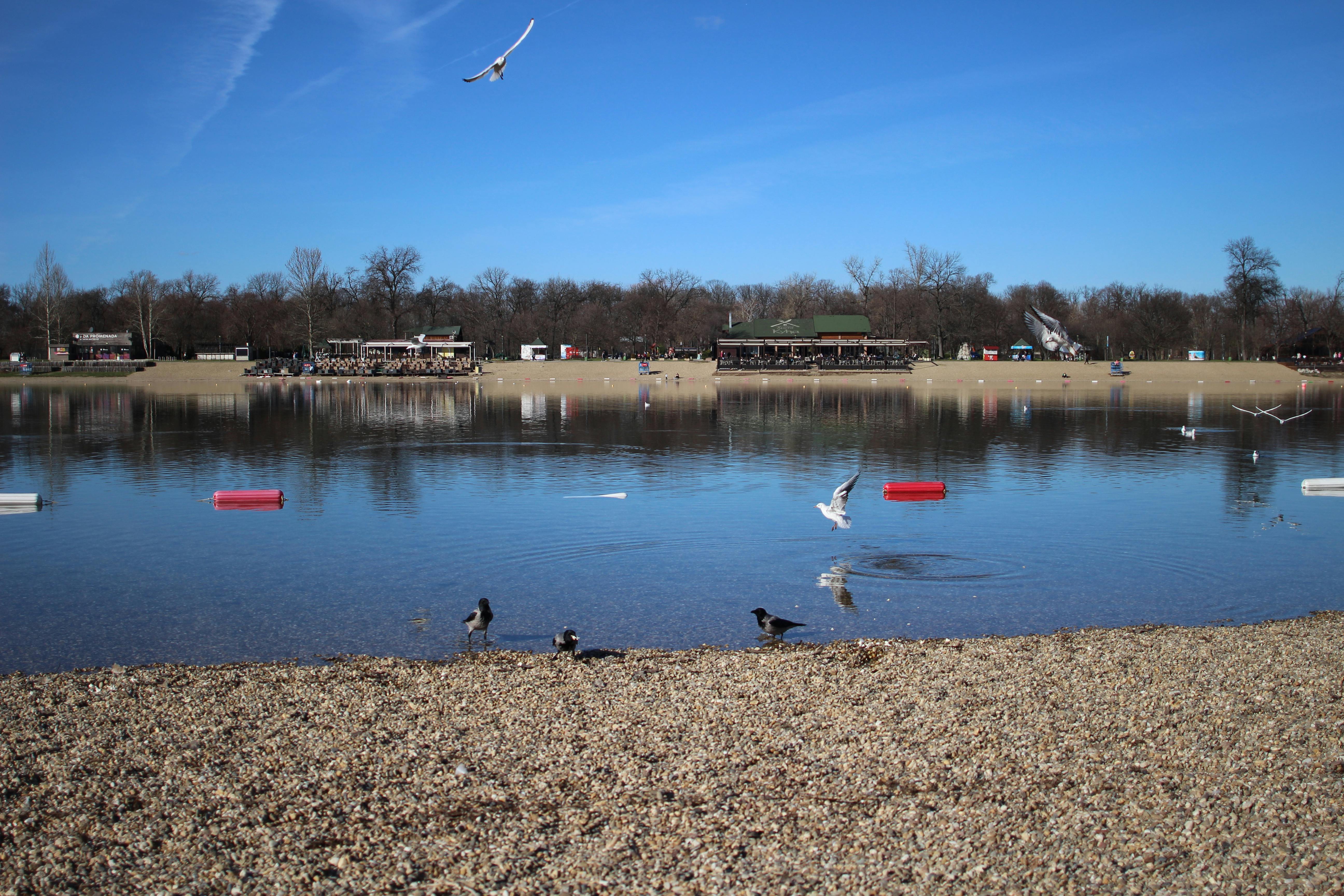 gratis Een sereen meer met vogels die over een kiezelstrand vliegen, ideaal voor ontspannende beelden. Stockfoto