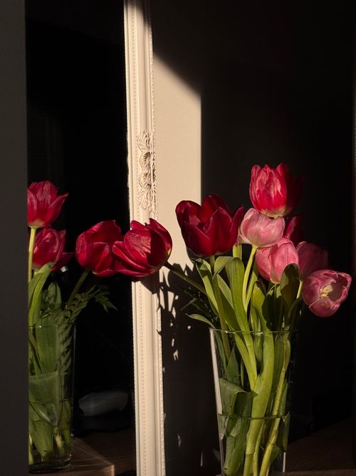 Free Stunning bouquet of red tulips basking in sunlight with reflection in a decorative mirror. Stock Photo