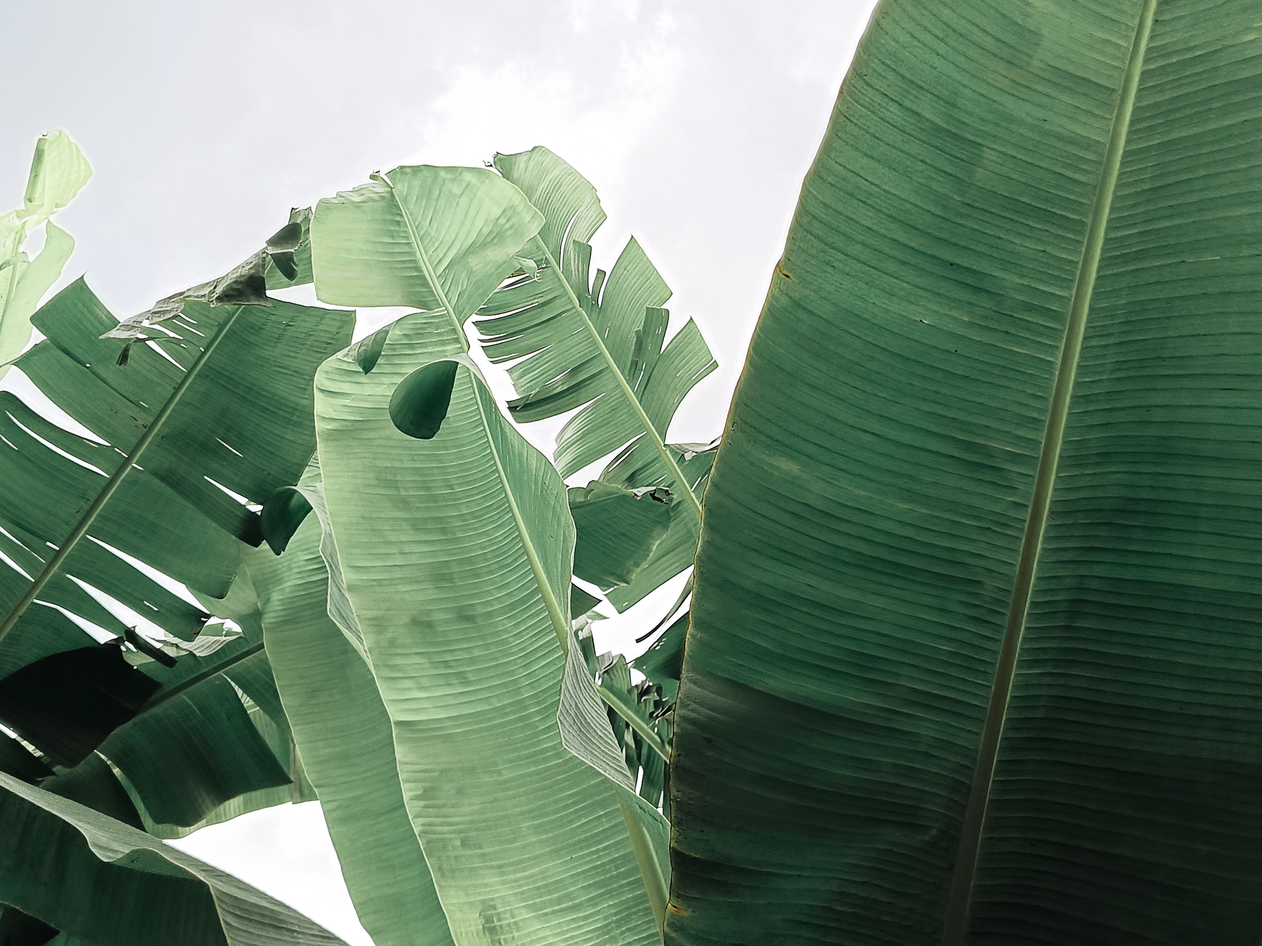Vibrant green banana leaves stretching upwards towards a bright sky.