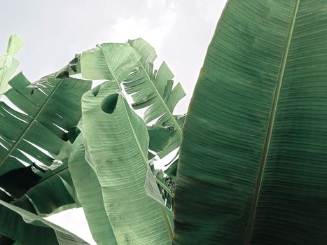Vibrant green banana leaves stretching upwards towards a bright sky.