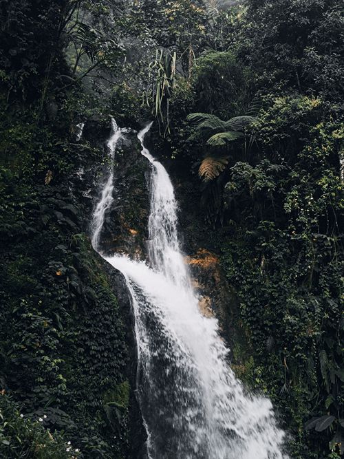 Free A stunning waterfall cascading through a dense, vibrant tropical forest, creating a serene natural scene. Stock Photo