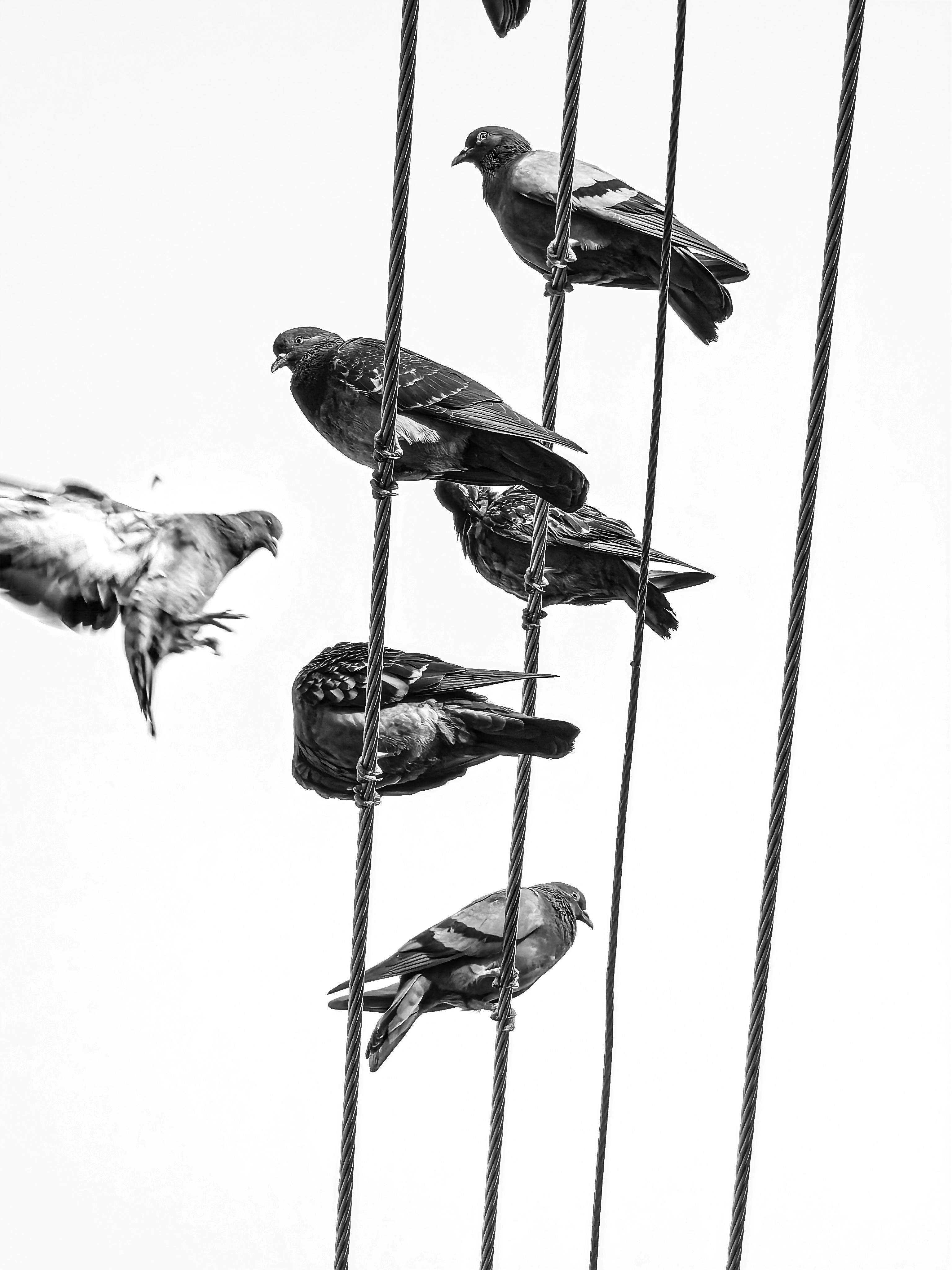 Безкоштовне Монохромне зображення голубів, що сидять на дротах на тлі яскравого неба. стокове фото
