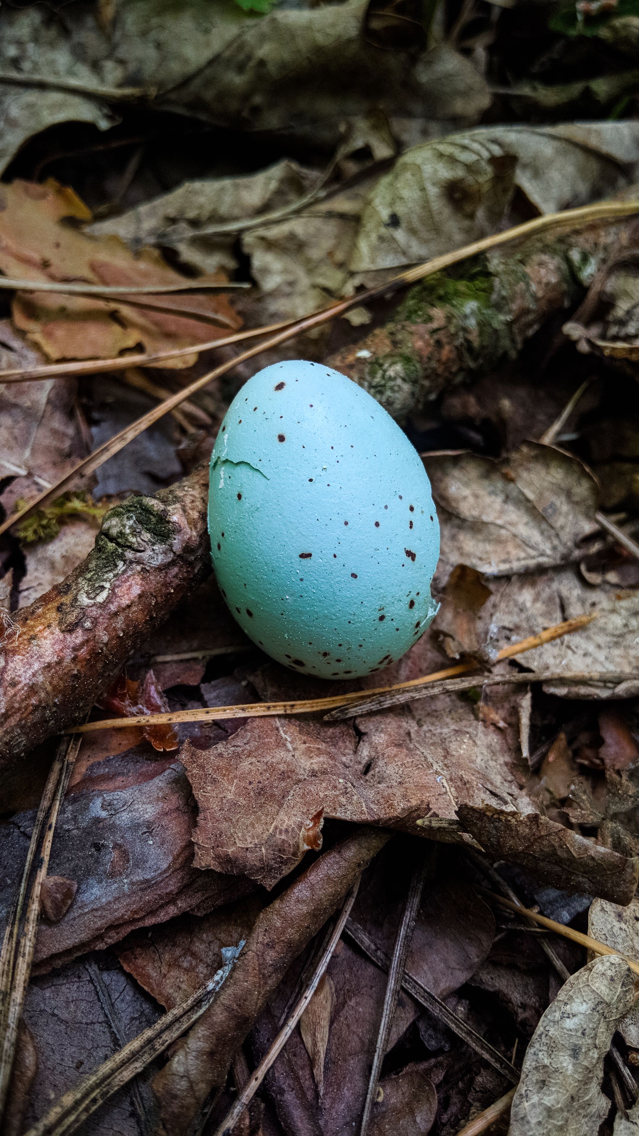 Vibrant Blue Robin Egg Amongst Autumn Leaves · Free Stock Photo