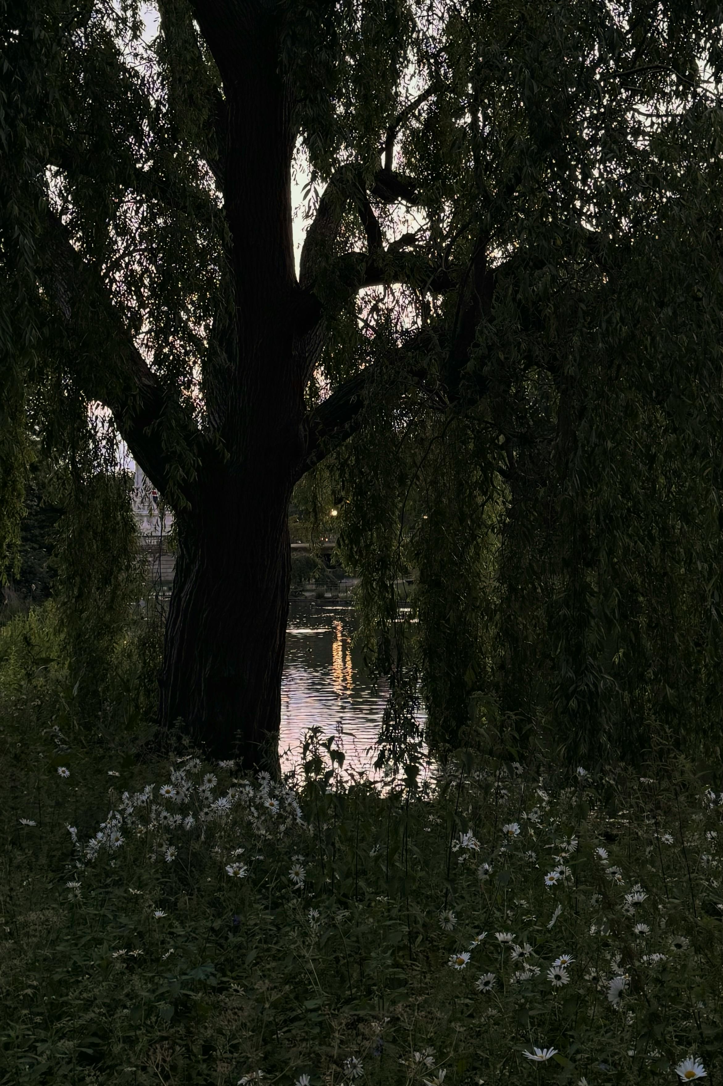 Δωρεάν Μια γαλήνια σκηνή με μια ιτιά δίπλα στο ποτάμι κατά τη διάρκεια του λυκόφωτος, που αντανακλά την ηρεμία της φύσης. Φωτογραφία από στοκ φωτογραφιών