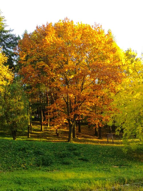 Free Beautiful oak tree with vibrant orange leaves illuminated by sunlight in a tranquil fall park setting. Stock Photo