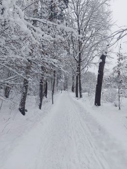 Peaceful snow-covered trail in a wintery forest in Stockholm, Sweden.