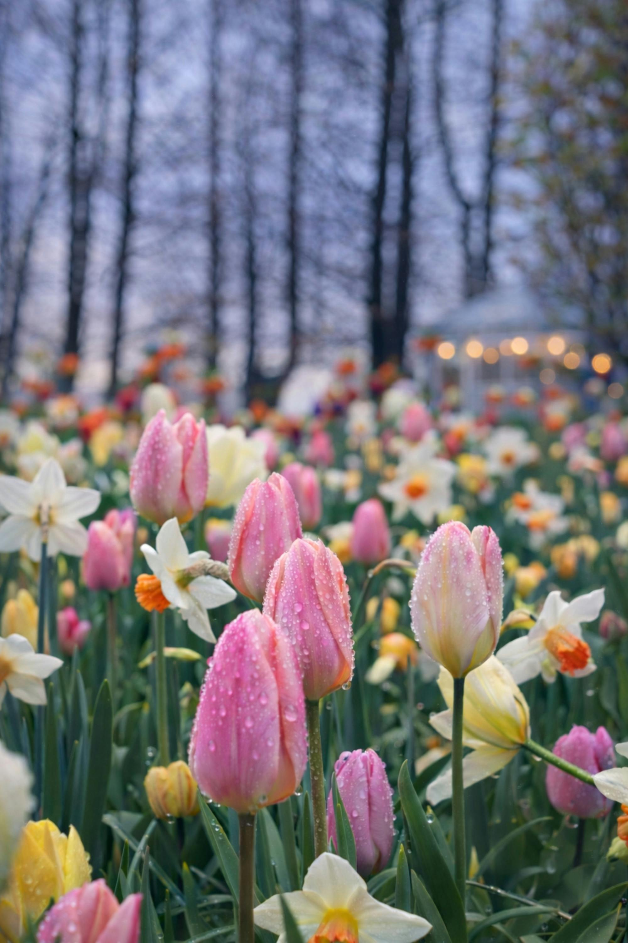 A vibrant field of pink tulips and daffodils on a cool spring day in France.