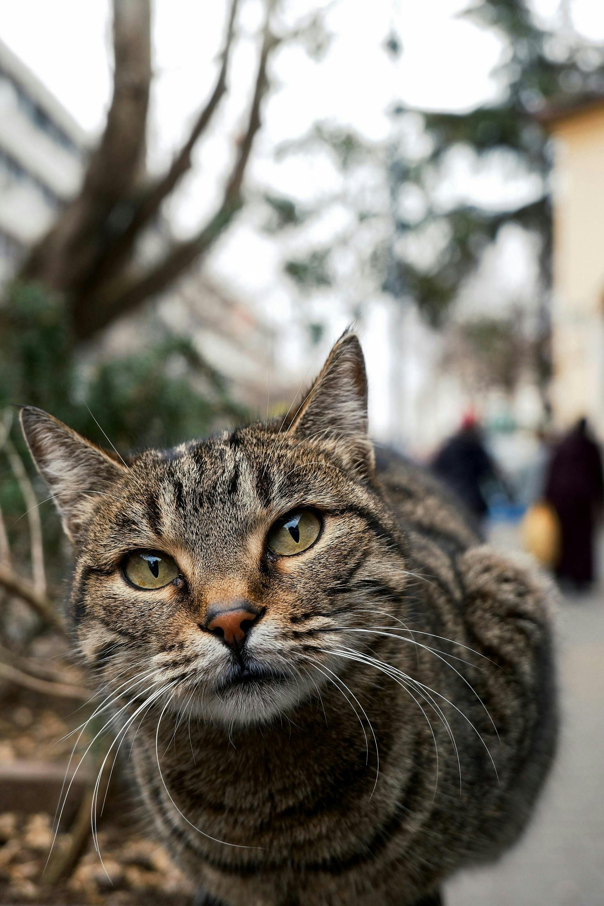 Close-up of a tabby cat exploring a city street, focused and curious.