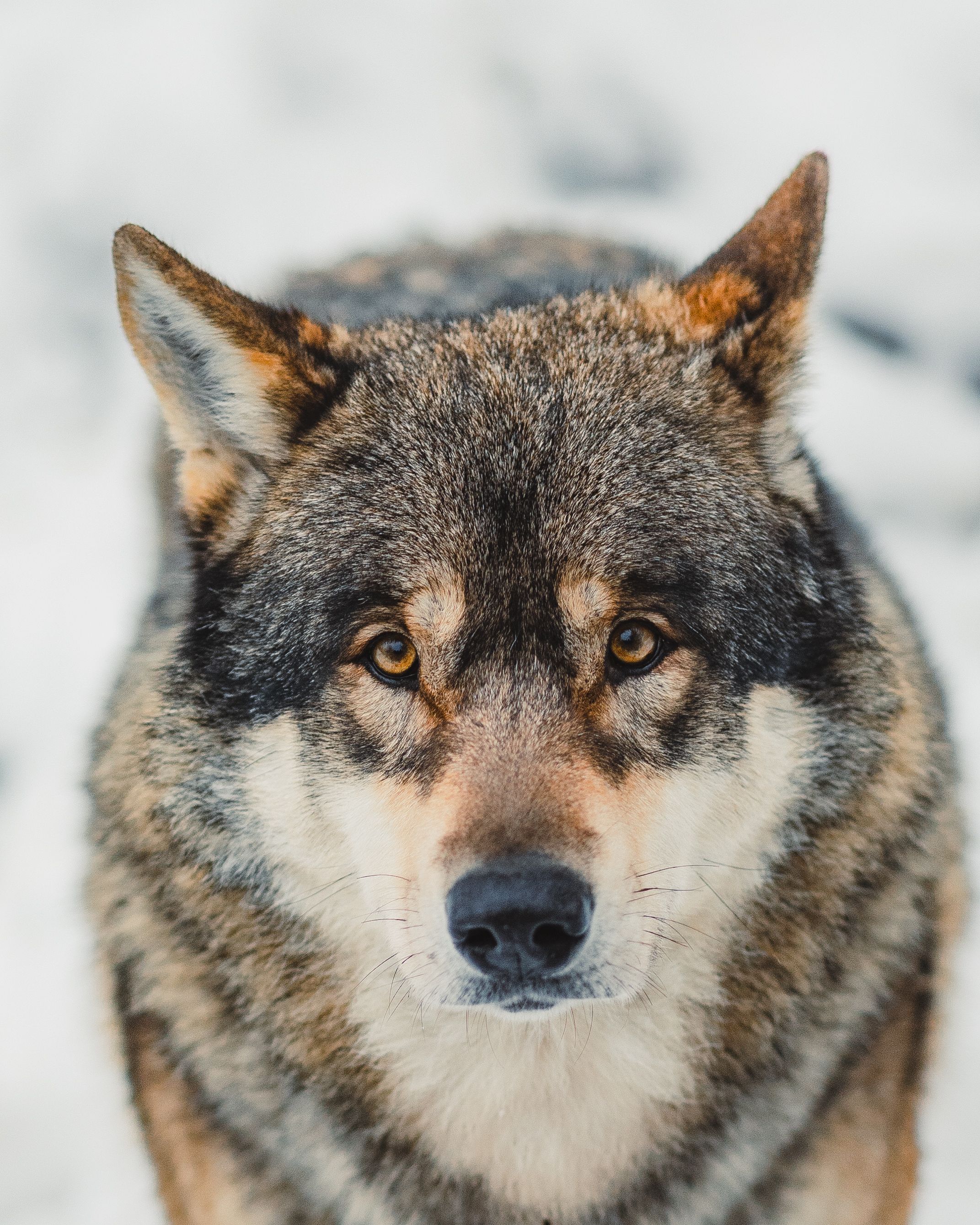 Close-up Portrait of a Majestic Wolf in Snow · Free Stock Photo