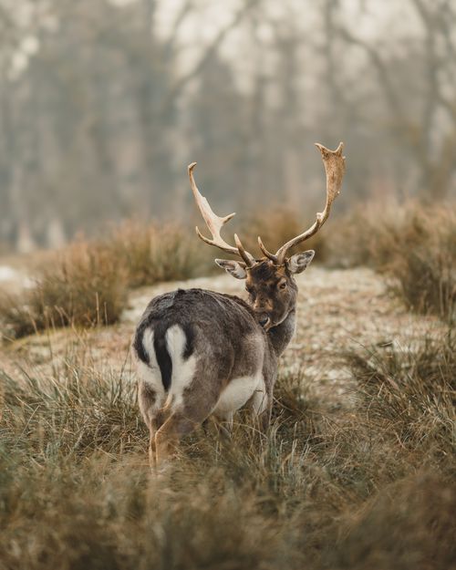 Free Fallow deer standing gracefully amidst a serene landscape, showcasing its stunning antlers. Stock Photo