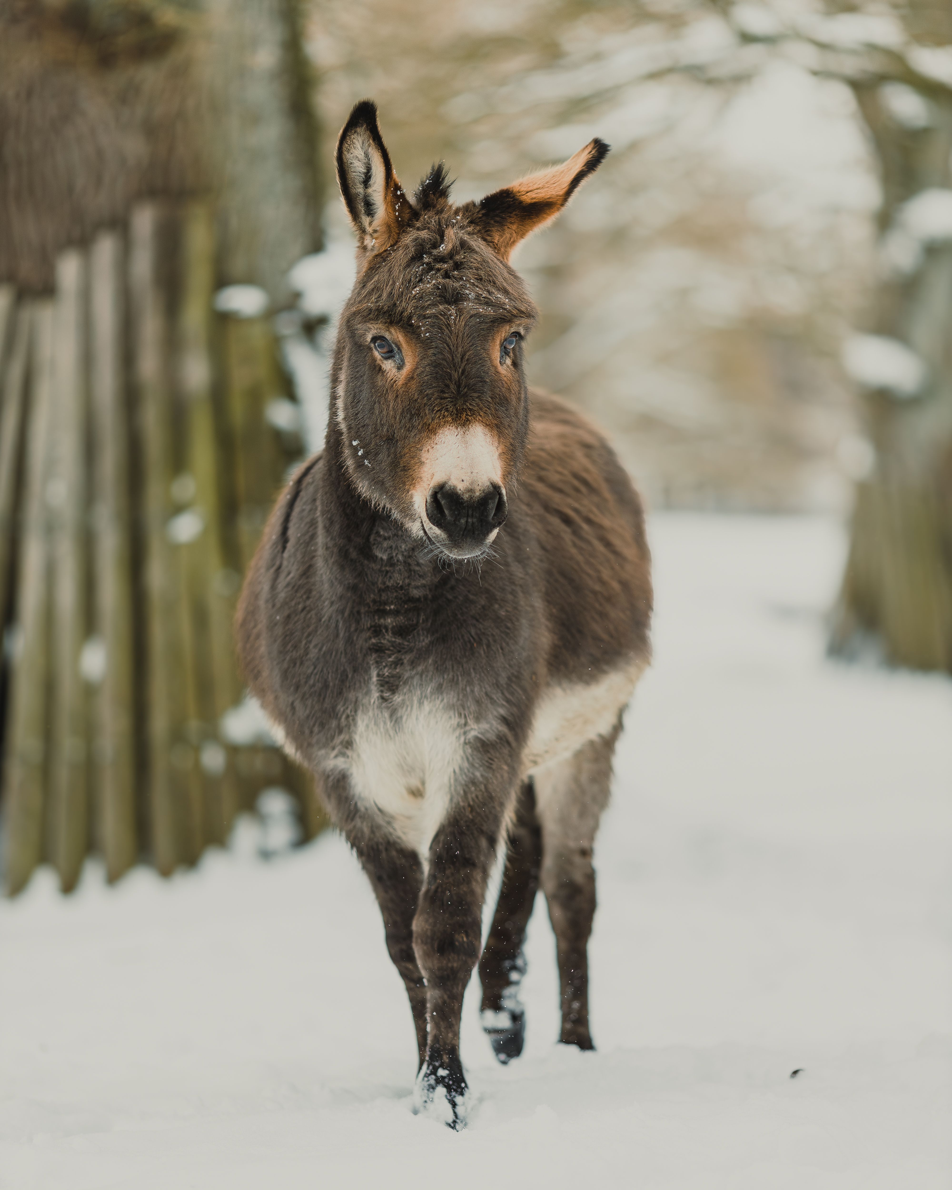 Adorable donkey in snowy winter landscape · Free Stock Photo