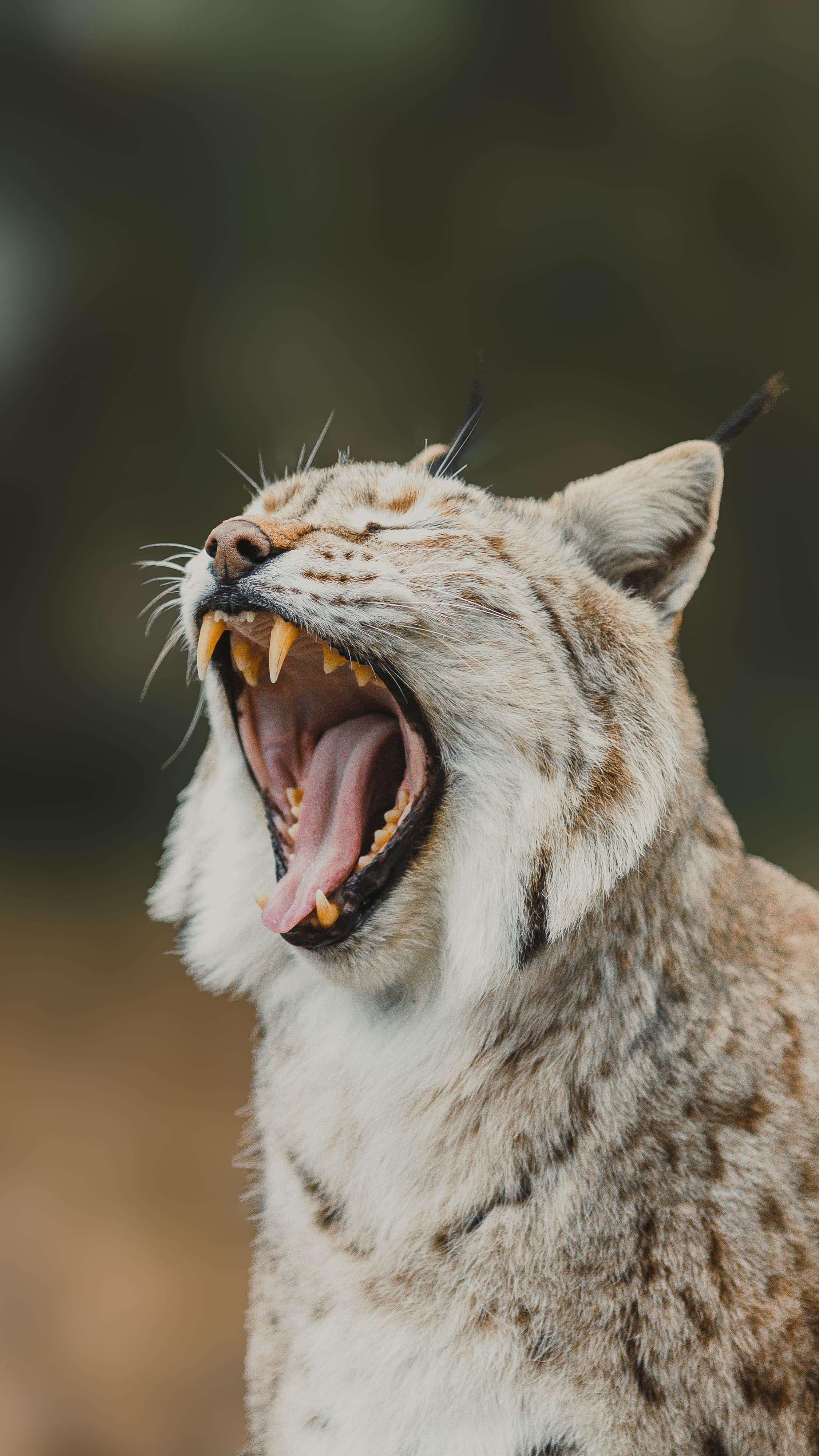 Close-up of Yawning Lynx in the Wild · Free Stock Photo