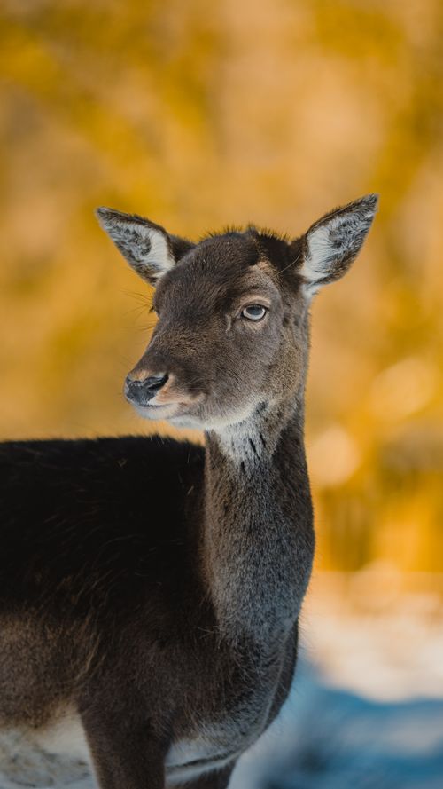 Free A serene close-up of a doe with soft lighting and a blurred forest background, evoking tranquility. Stock Photo