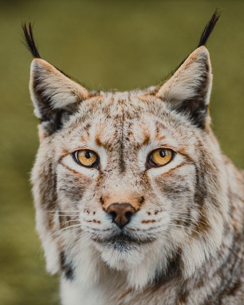 Free Stunning close-up of a Eurasian lynx with piercing eyes in its natural habitat. Stock Photo