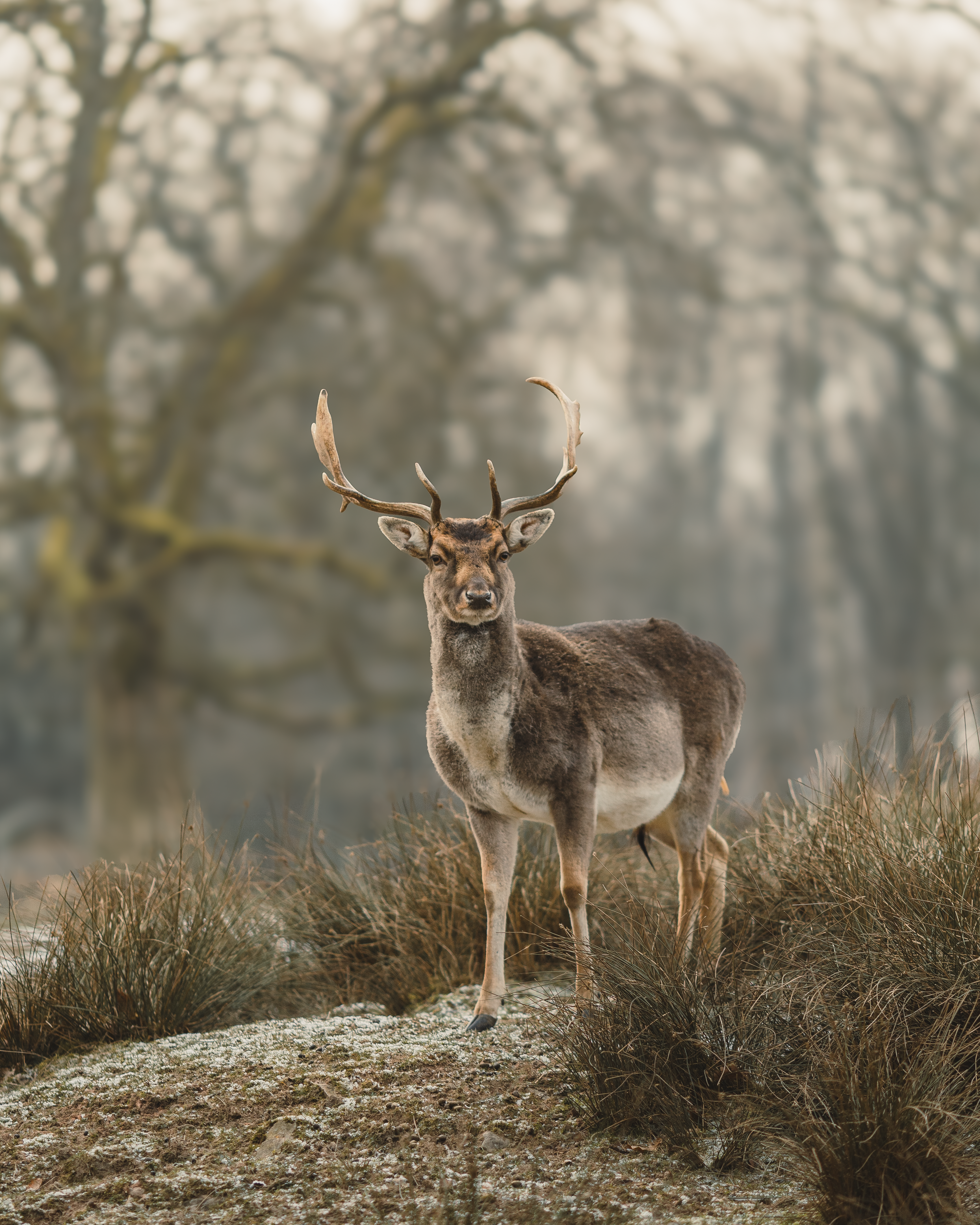 A solitary deer stands in a frosty, serene forest setting.
