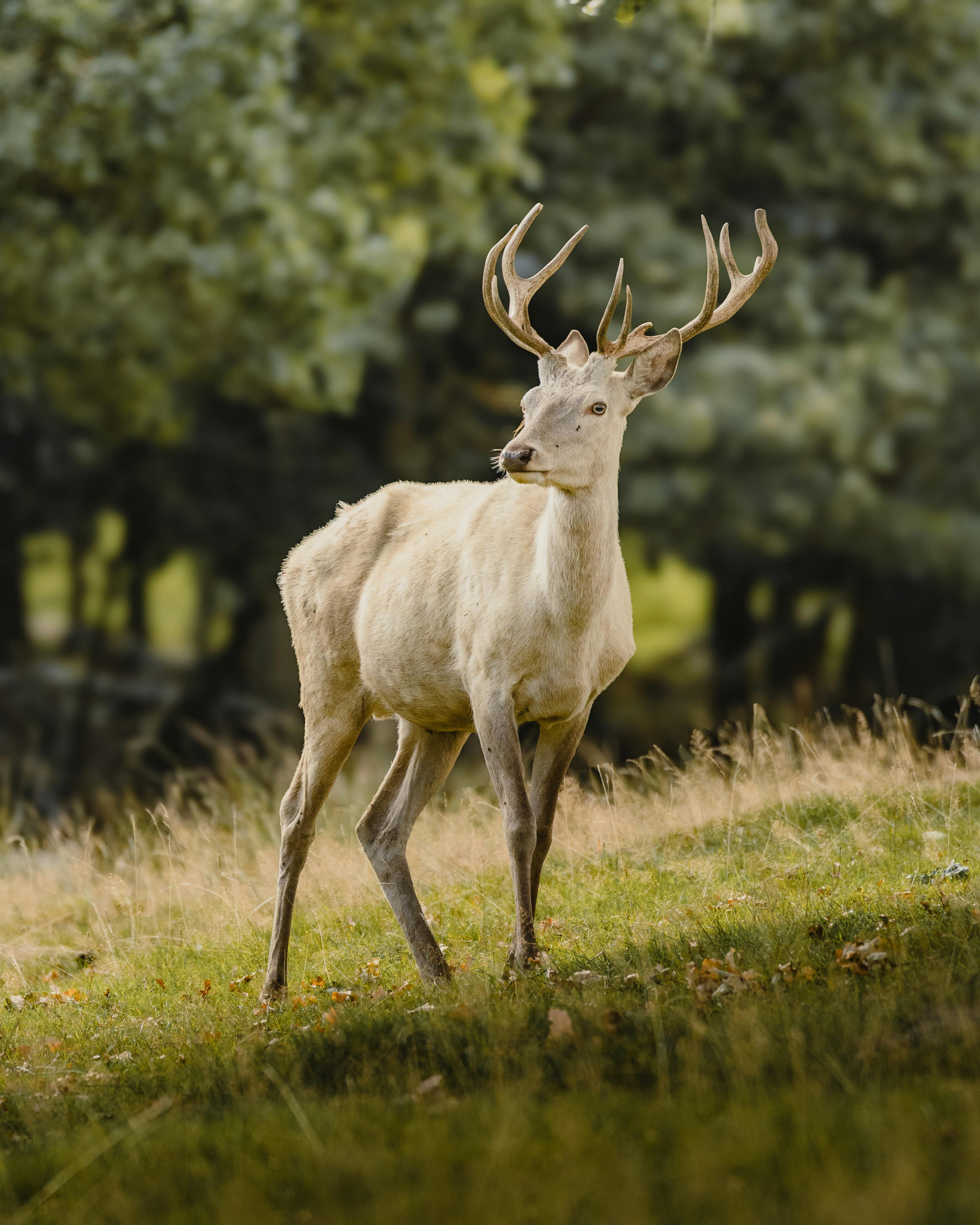 A captivating image of a white deer standing in a lush forest clearing captured with a Canon EOS R10.