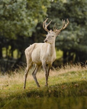 A captivating image of a white deer standing in a lush forest clearing captured with a Canon EOS R10.