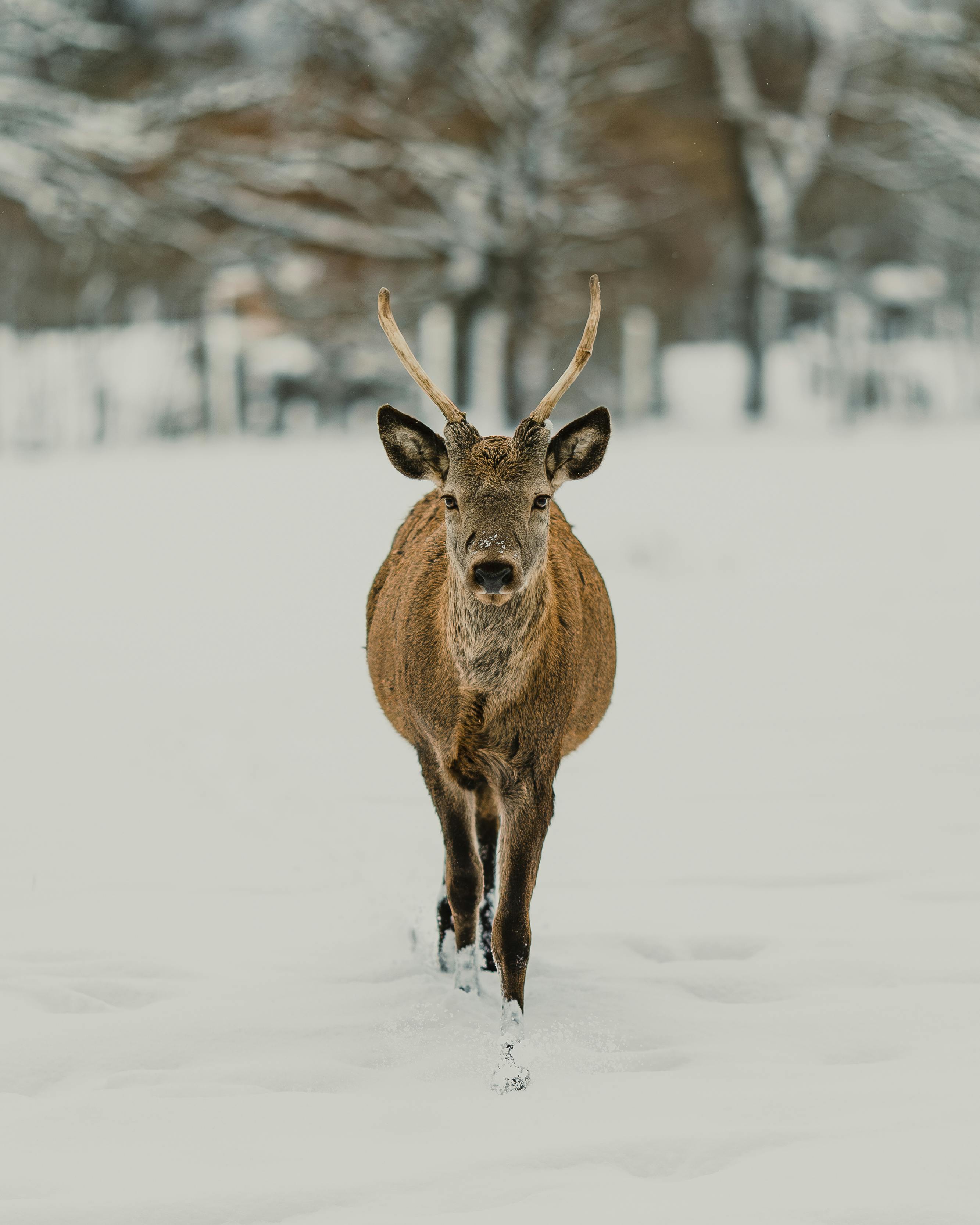 grátis Um veado-vermelho em pé num campo coberto de neve, exibindo seus chifres durante o inverno. Foto profissional