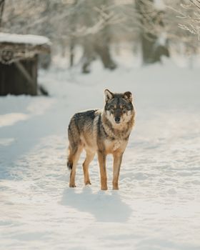 A lone wolf standing in a sunlit snowy forest, showcasing its majestic presence in winter scenery.