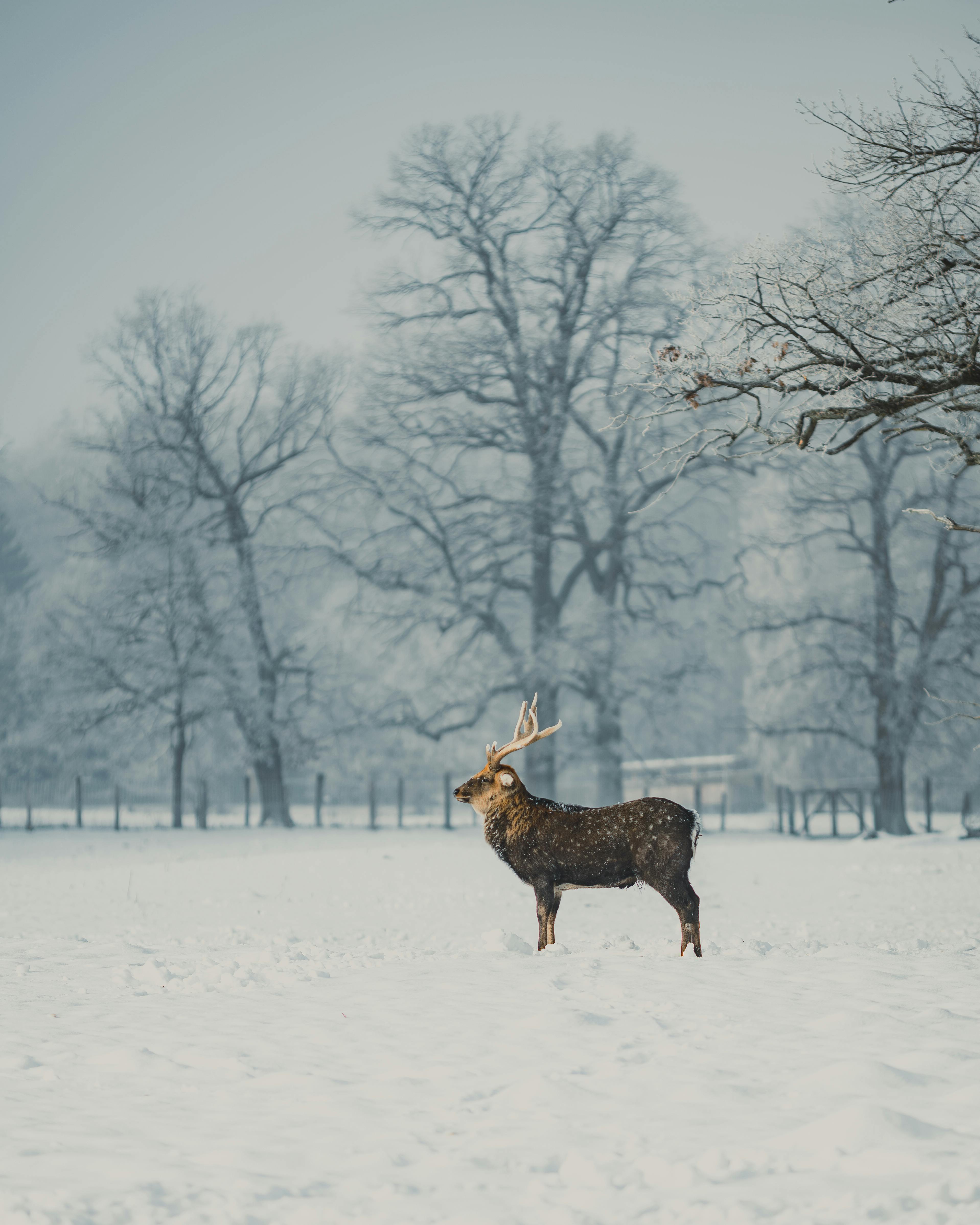 A deer standing gracefully in a snowy forest, showcasing the beauty of winter wildlife.