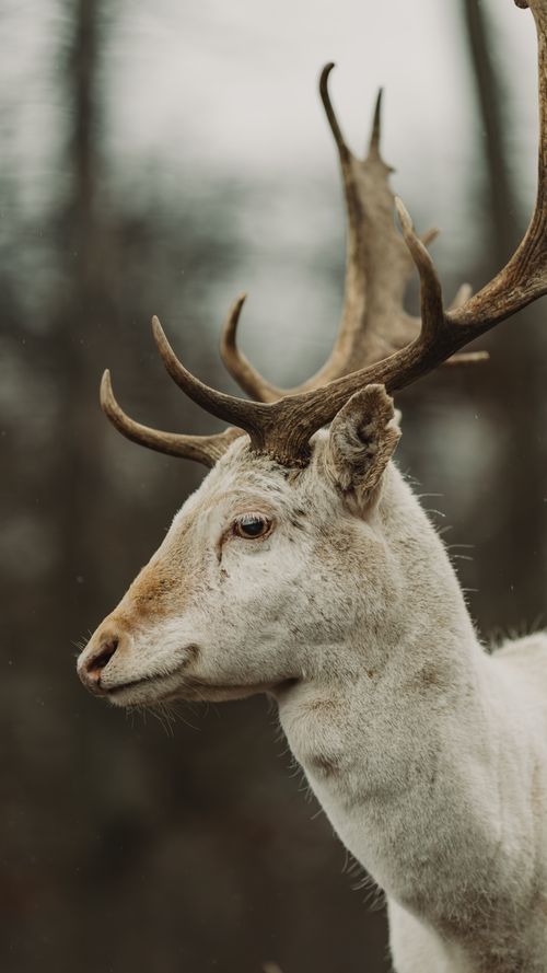 Free Close-up of a white fallow deer with impressive antlers in a natural, blurred background setting. Stock Photo