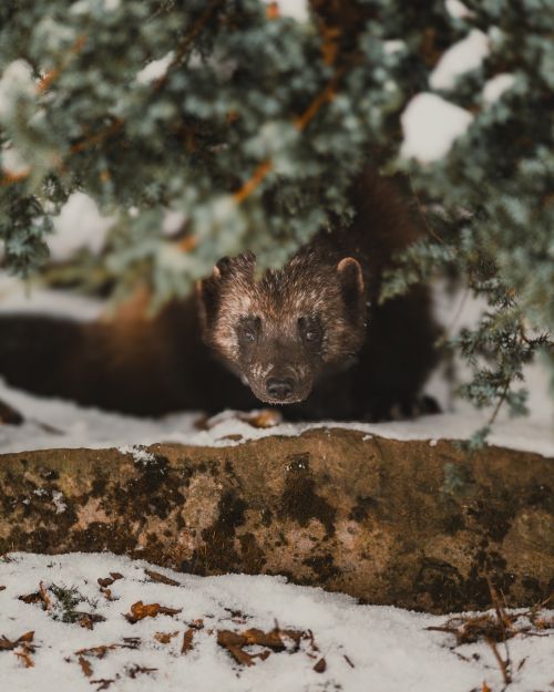 Free Close-up of a wolverine peeking through branches in a snowy forest setting. Stock Photo