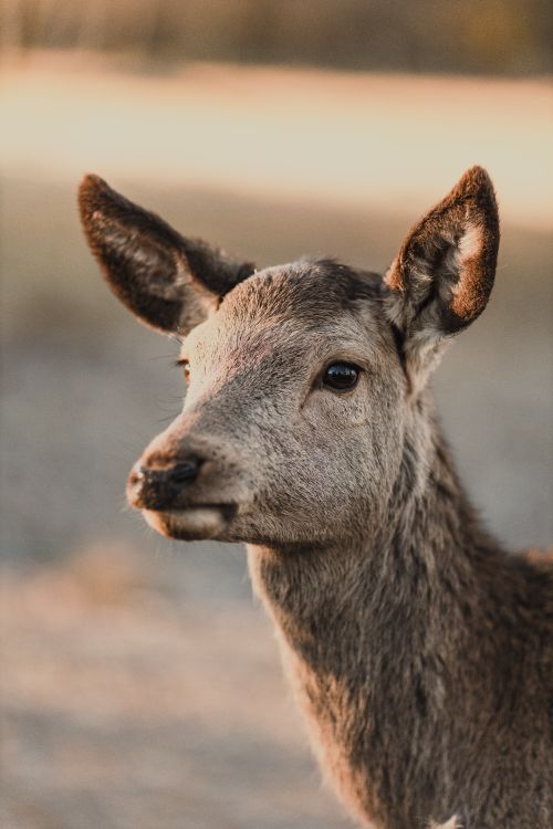 Free A detailed close-up of a deer in its natural habitat with warm lighting, ideal for wildlife studies. Stock Photo