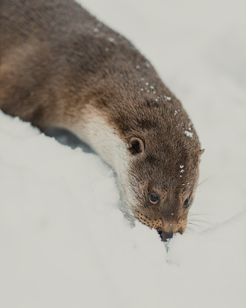 Free Otter navigating through snow, showcasing its curious nature. Stock Photo