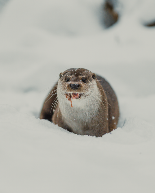 Free A playful otter enjoying a snowy winter day outdoors. Stock Photo