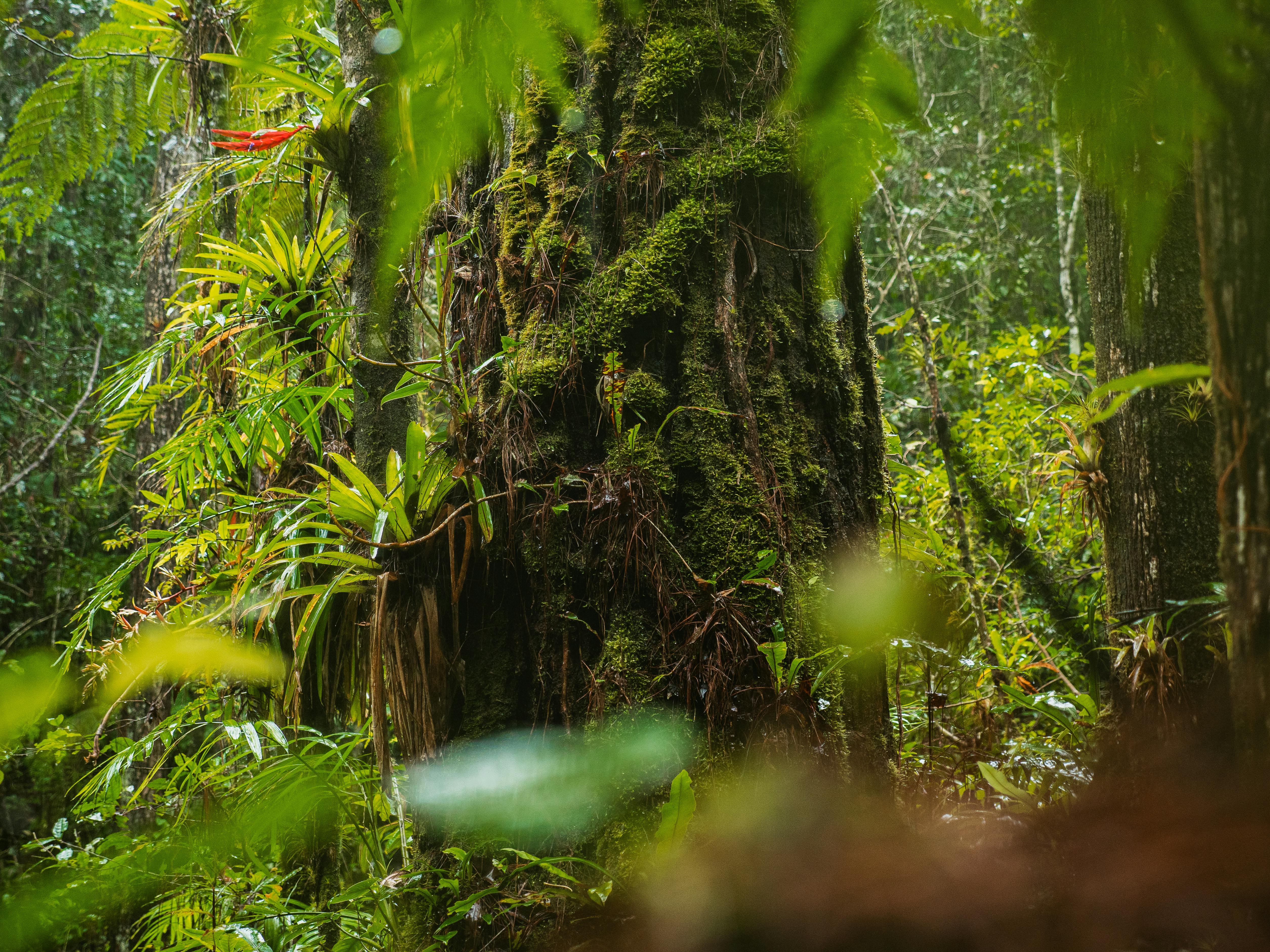 climate resilience ecosystem restoration — Photo by Diccy Alba Vega on Pexels