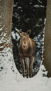 A moose standing between two snow-covered trees in a winter forest scene.