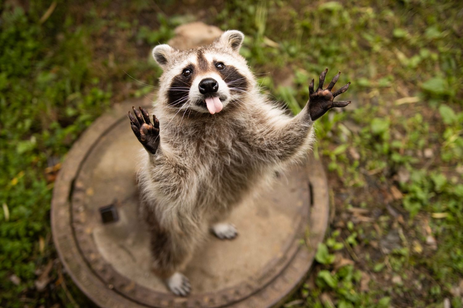 Funny Raccoon Photos, Download The BEST Free Funny Raccoon Stock Photos ...