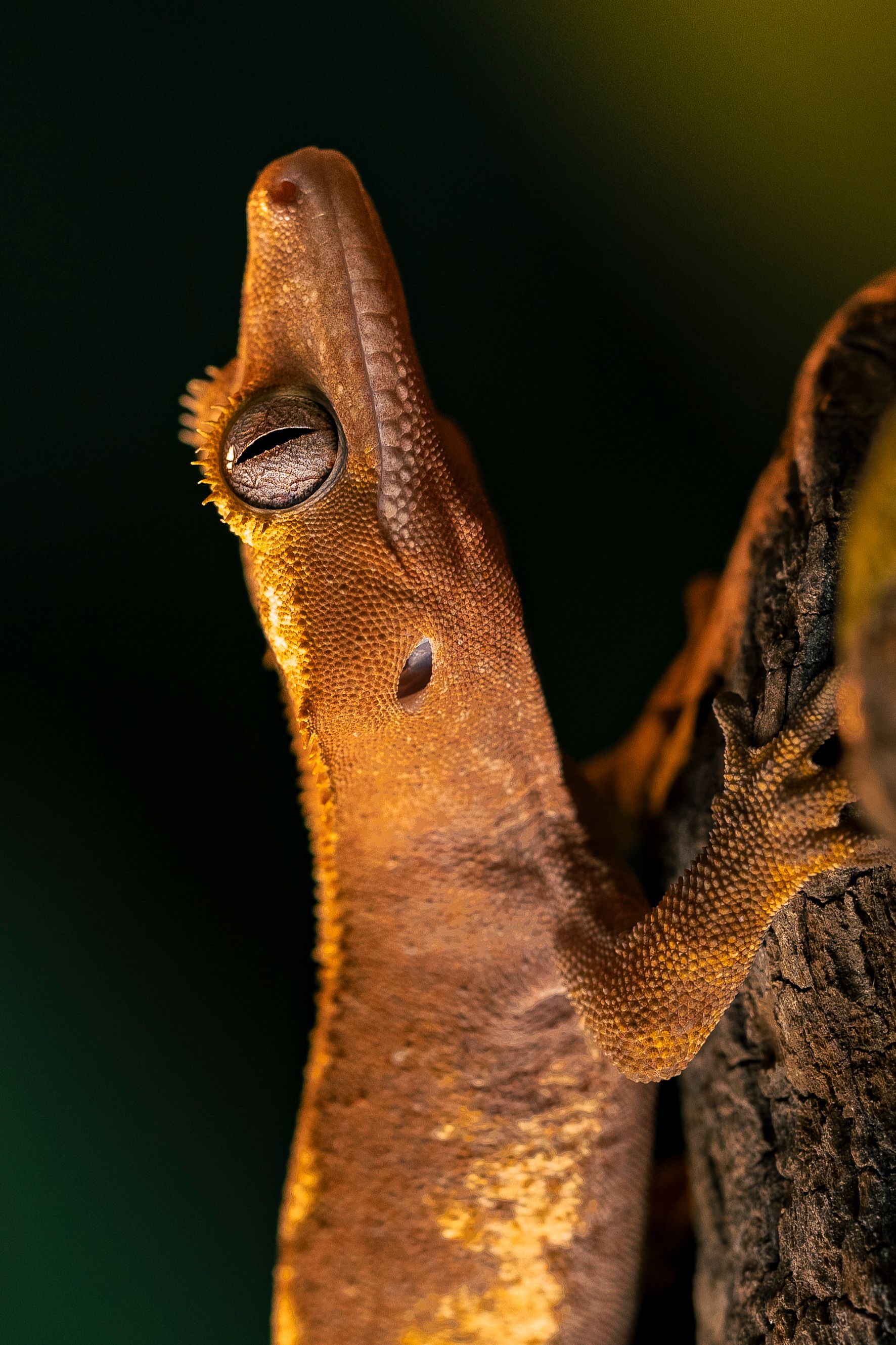Crested Gecko — Red Harlequin male, UK CB 2024