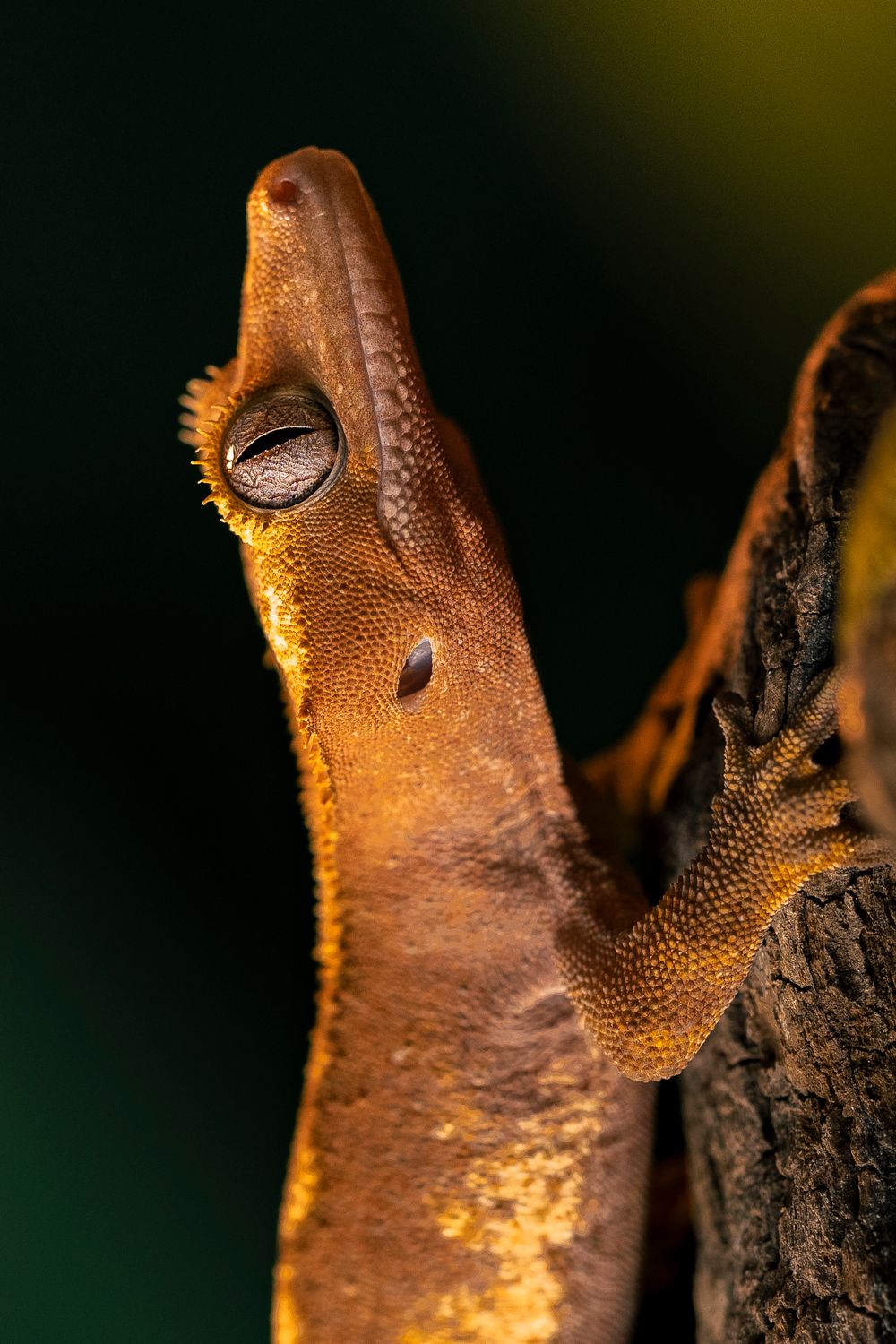 Crested Gecko Dropped Its Tail? What to Do Now & When to See a Vet - 2