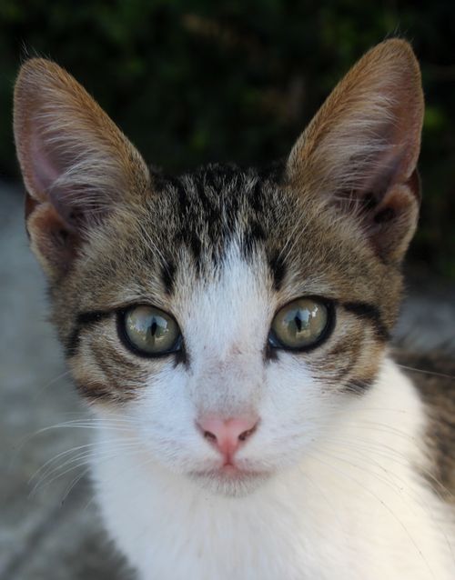 Free Adorable kitten with striking eyes gazing directly at the camera. Stock Photo