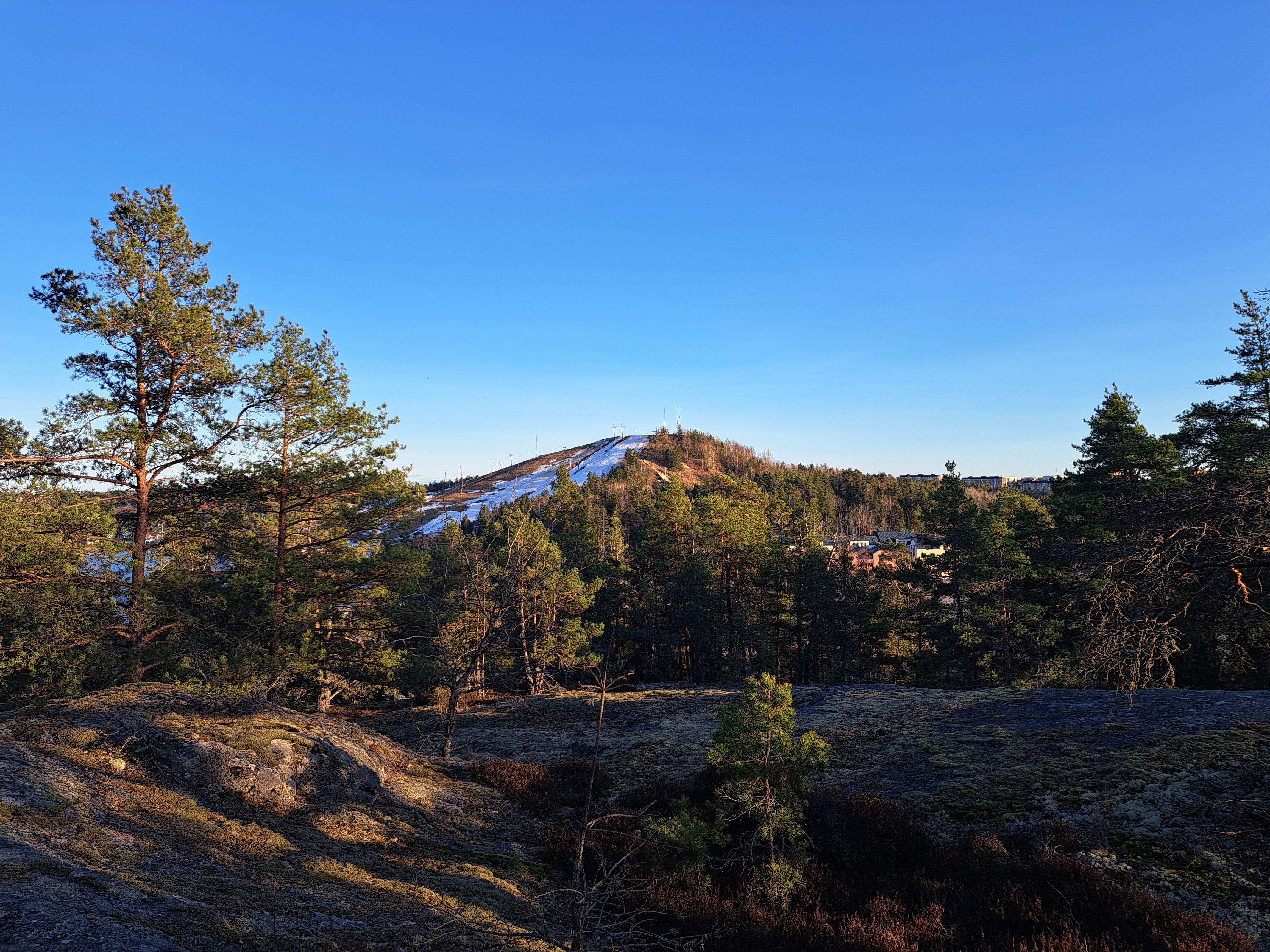 Scenic Swedish Forest Landscape in Spring · Free Stock Photo