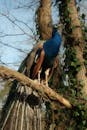 Majestic Peacock Perched on Tree Branch in Spring