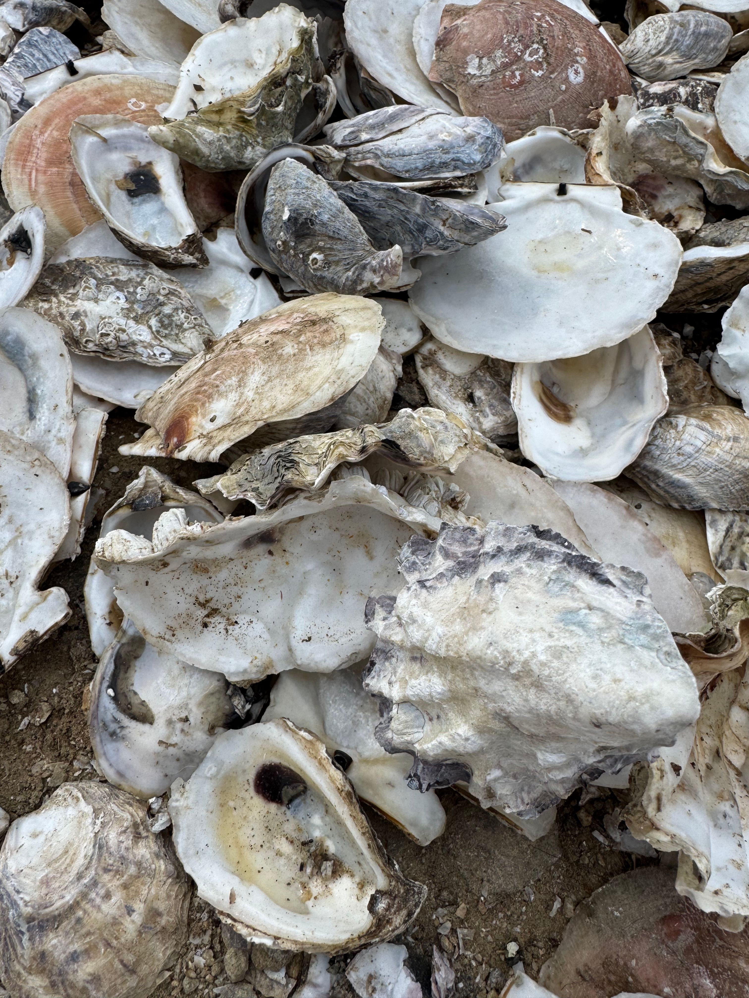 Close-Up of Oyster Shells on Oceanside Beach · Free Stock Photo