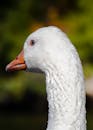 Elegant White Goose in Natural Setting
