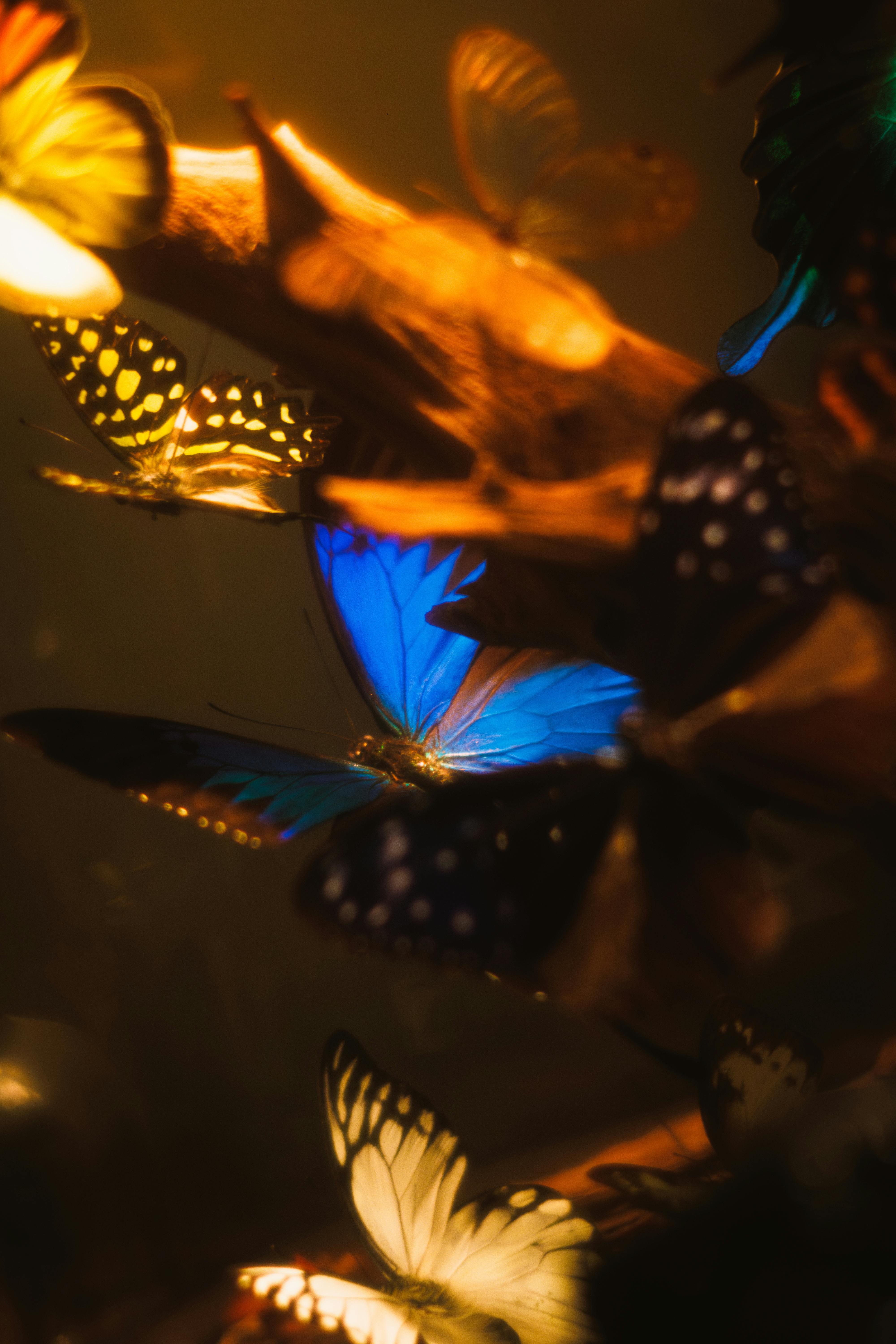 Miễn phí Những chú bướm đầy màu sắc đậu trên cành cây trong một khung cảnh ấm áp, dễ chịu. Ảnh lưu trữ