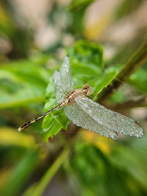 Free stock photo of 4k closeup view, 4k nature, 4k nature background Stock Photo