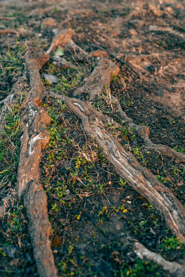 root