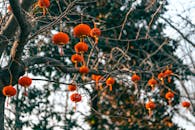 Red Lanterns Hanging on Trees in Nanjing, China