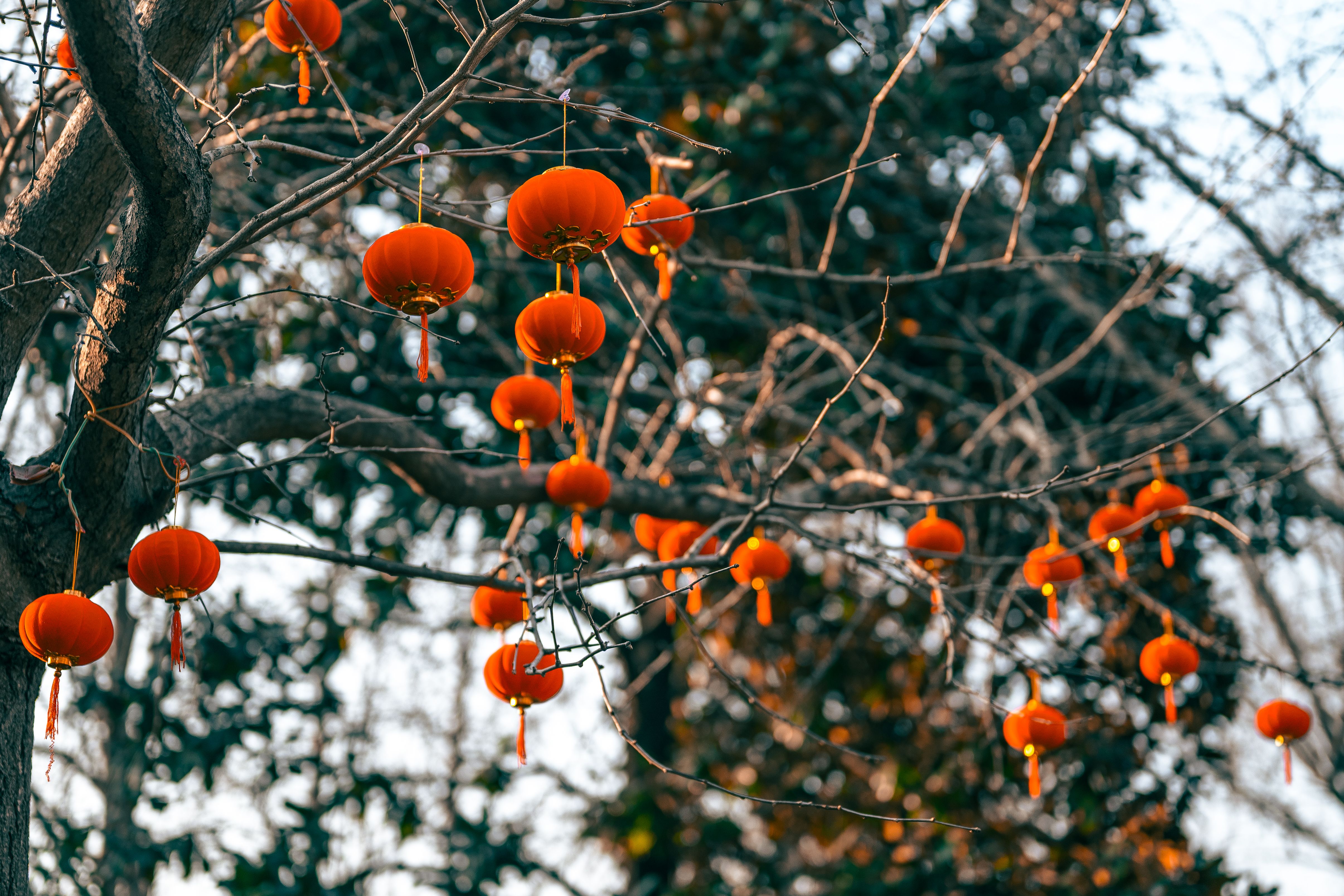 Red Lanterns Hanging on Trees in Nanjing, China · Free Stock Photo