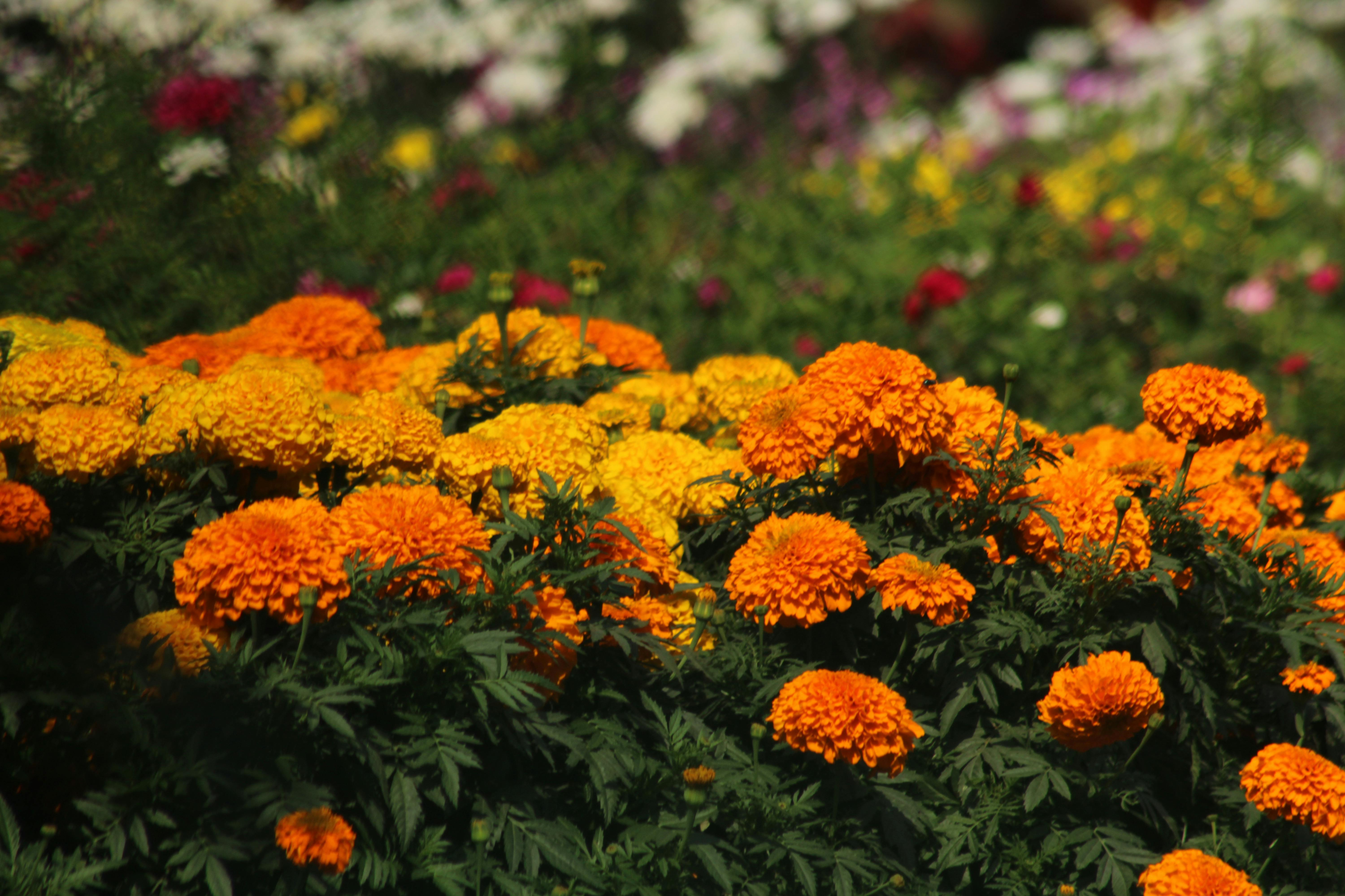 Free A stunning display of orange and yellow marigold flowers blooming in a garden. Stock Photo
