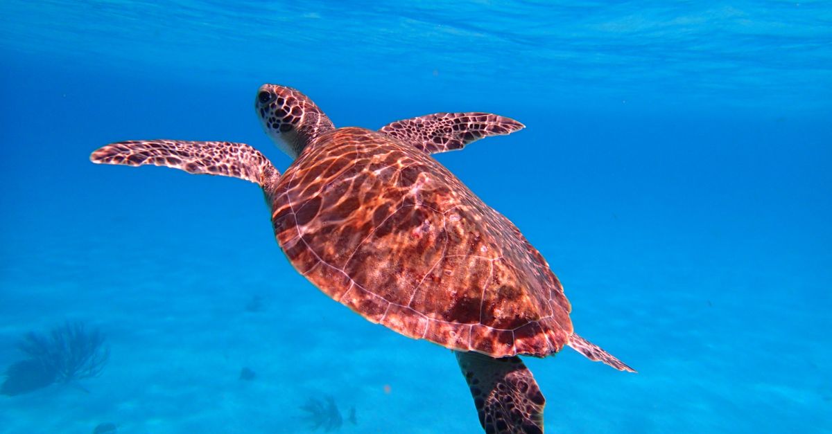 ¿Dónde ver tortugas marinas durante las arribadas en El Salvador? ¿Dónde ver tortugas marinas durante las arribadas en El Salvador?