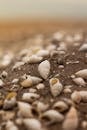 Close-up of Sea Shells on a Sandy Beach